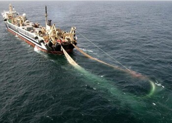 Super trawler given green light